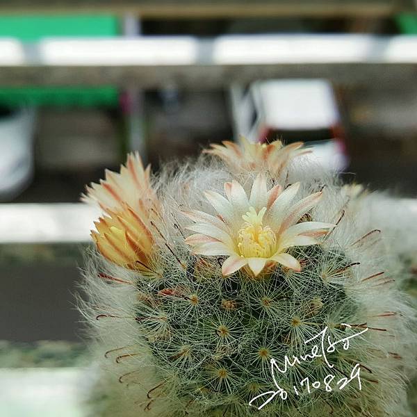 20170530_085511_mh1504011291473-1