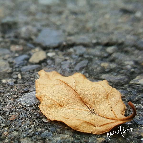 20170829_122316_mh1504703718340-1