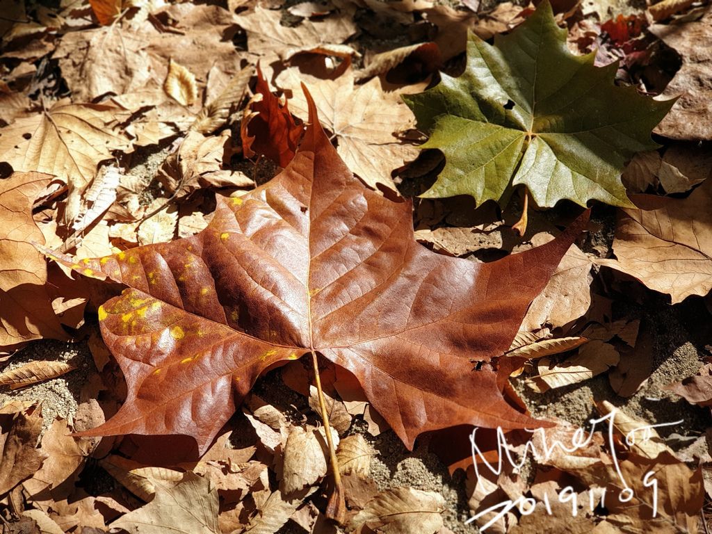 IMG_20191109_130313_638 IMG_20191109_130313_638