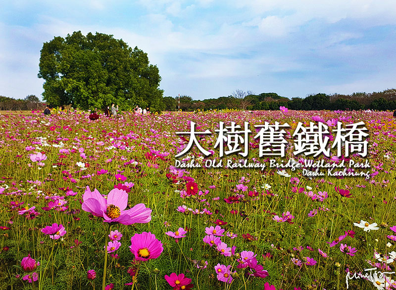 高雄大樹舊鐵橋波斯菊向日葵花海 /tmp/phpBhVZJC