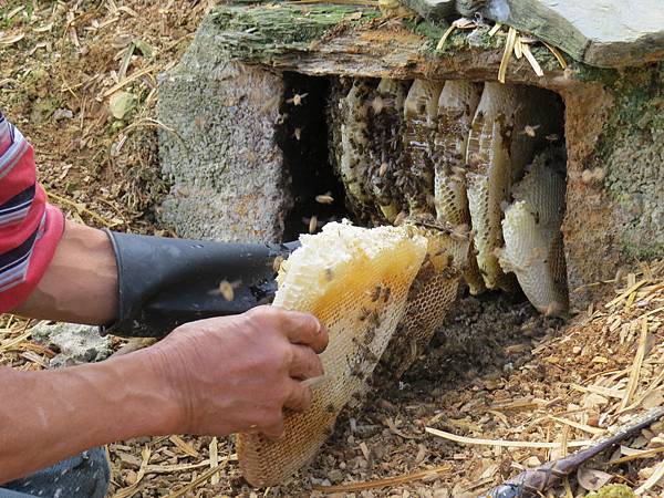 野生蜂巢蜜 Minerva腳印台東 愛戀精油 藥草植物543 痞客邦 野生蜂巢蜜 Minerva腳印台東 愛戀精油 藥草植物543 痞客邦