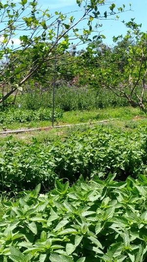 香草園 香草園