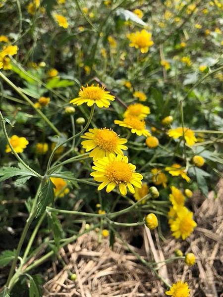 台灣油菊6 台灣油菊6