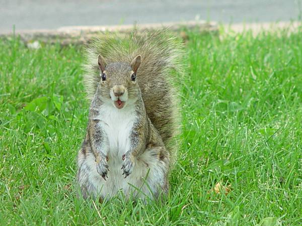 Squirrel_01.jpg