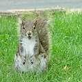 Squirrel_01.jpg