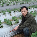 蔡先生人生第一次採草莓