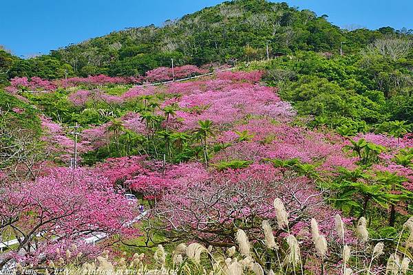 Okinawa_1801_0564.jpg