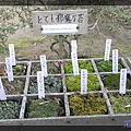 20080120 銀閣寺內植物-2(青苔篇)