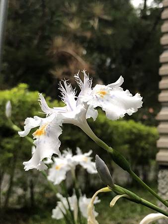 著莪シャガ 的國語名字叫 日本鳶尾 花宇軒 花非花 痞客邦