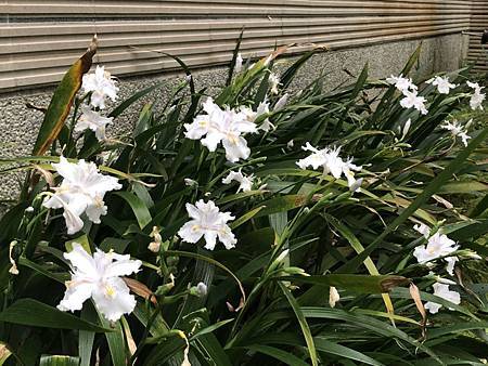 著莪シャガ 的國語名字叫 日本鳶尾 花宇軒 花非花 痞客邦