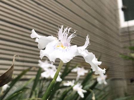著莪シャガ 的國語名字叫 日本鳶尾 花宇軒 花非花 痞客邦