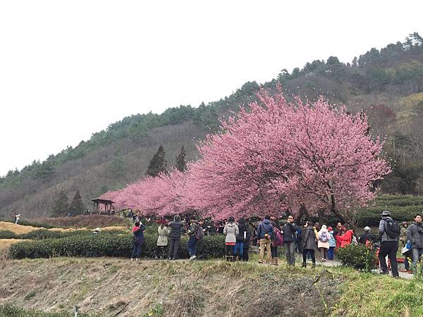 [賞櫻] 武陵農場櫻花季 - 台灣最美賞櫻勝地~國光客運武陵