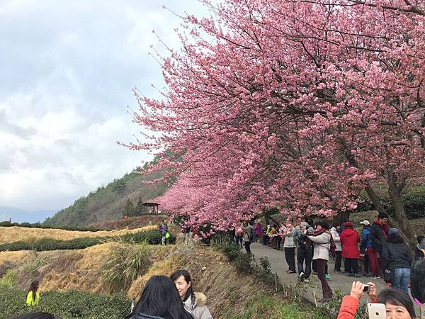 [賞櫻] 武陵農場櫻花季 - 台灣最美賞櫻勝地~國光客運武陵