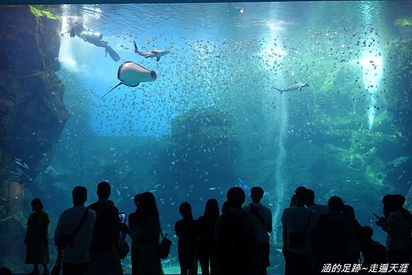 桃園青埔 Xpark都會型水生公園 13大展區 超療癒水母 企鵝 水豚 門票交通資訊整理 日本橫濱八景島水族館首間海外分館 涵的足跡 走遍天涯 桃園青埔 Xpark都會型水生公園 13大展區 超療癒水母 企鵝 水豚 門票交通資訊整理 日本橫濱八景島水族館首間海外分館 涵的足跡 走遍天涯