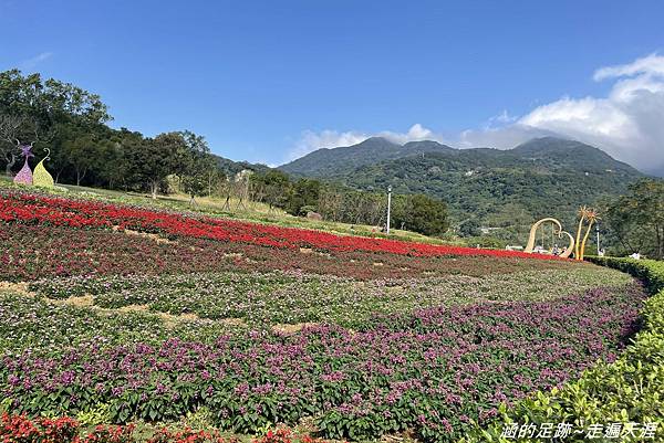 [台北景點] 北投三層崎公園 ~ 2023三層崎花海1/17