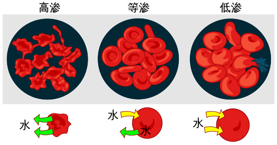 553px-Osmotic_pressure_on_blood_cells_diagram_(zh-cn).svg.png