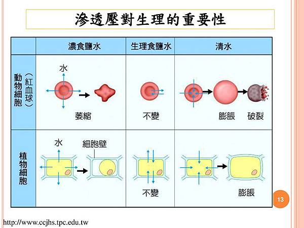 滲透壓對生理的重要性.jpg