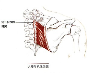 大菱形肌.jpg