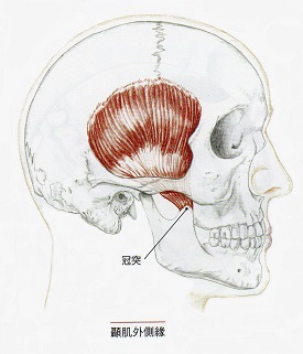 顳肌.jpg