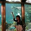 Shedd Aquarium