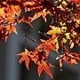 d471377.jpg d471377.jpg