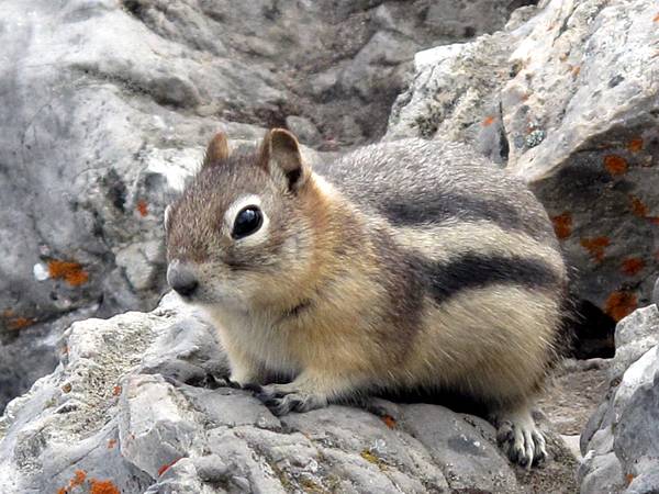 Sulphur Mountain