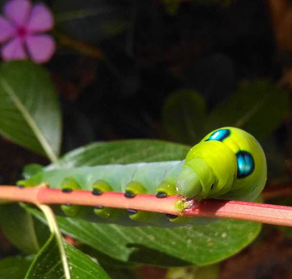 夾竹桃天蛾幼蟲2.jpg 夾竹桃天蛾幼蟲2.jpg