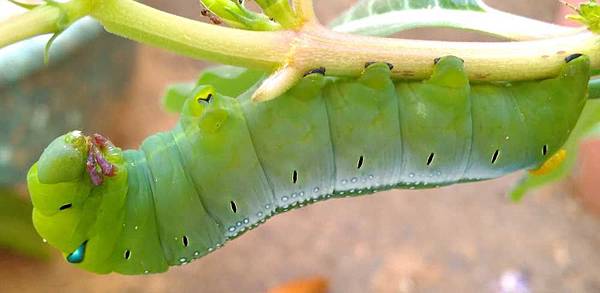 夾竹桃天蛾幼蟲足部.jpg 夾竹桃天蛾幼蟲足部.jpg