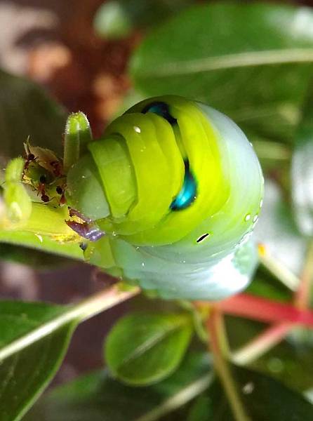 夾竹桃天蛾幼蟲臉部.jpg 夾竹桃天蛾幼蟲臉部.jpg