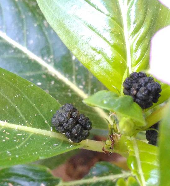 夾竹桃天蛾幼蟲遺排.jpg 夾竹桃天蛾幼蟲遺排.jpg