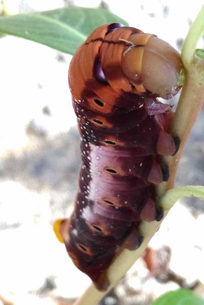 褐色夾竹桃天蛾幼蟲.jpg 褐色夾竹桃天蛾幼蟲.jpg