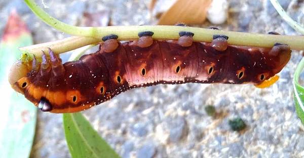 褐色夾竹桃天蛾幼蟲1.jpg 褐色夾竹桃天蛾幼蟲1.jpg