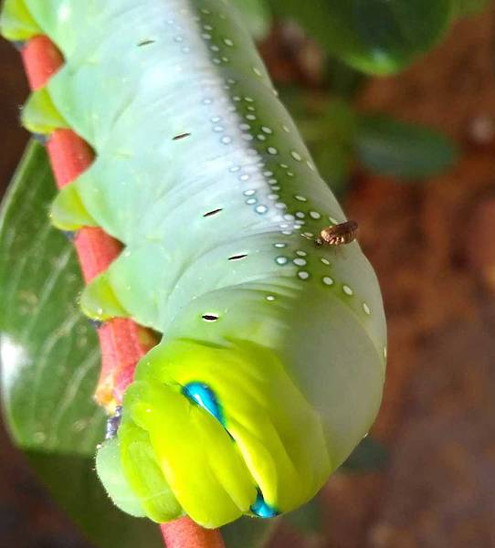 夾竹桃天蛾幼蟲被小蟲子叮.jpg 夾竹桃天蛾幼蟲被小蟲子叮.jpg