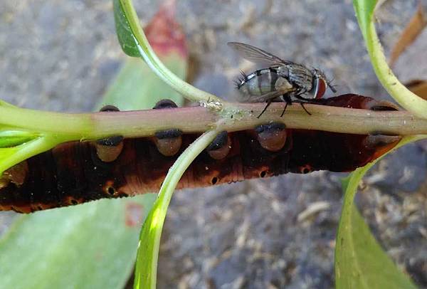 夾竹桃天蛾與寄生蠅.jpg 夾竹桃天蛾與寄生蠅.jpg