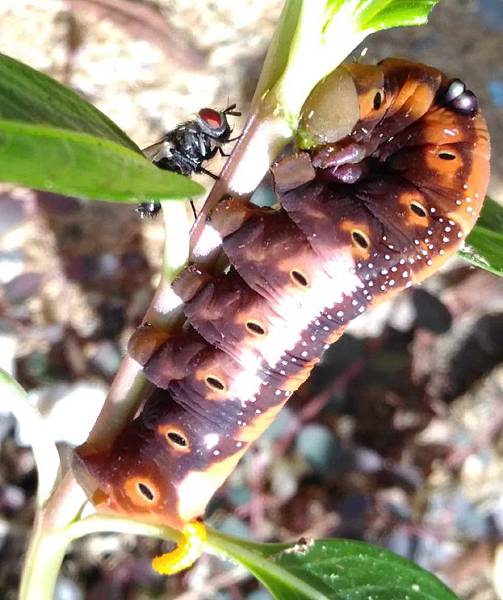 夾竹桃天蛾與寄生蠅1.jpg 夾竹桃天蛾與寄生蠅1.jpg