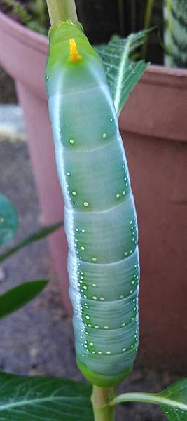 夾竹桃天蛾幼蟲1.jpg 夾竹桃天蛾幼蟲1.jpg