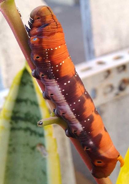 夾竹桃天蛾幼蟲.jpg 夾竹桃天蛾幼蟲.jpg