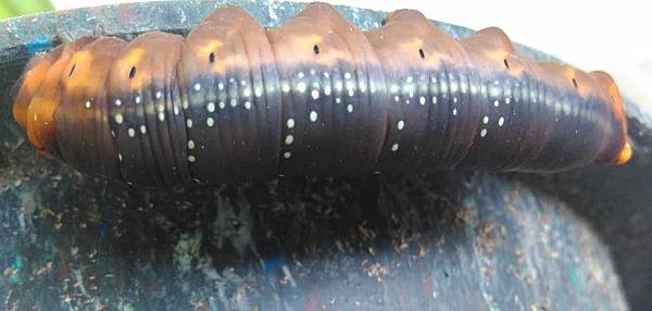 夾竹桃天蛾幼蟲終齡.jpg 夾竹桃天蛾幼蟲終齡.jpg