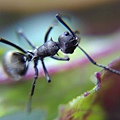 黑棘蟻.jpg