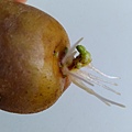 馬鈴薯芽與根.jpg