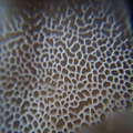 舞菇菌孔.jpg