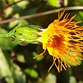 紅鳳菜開花.jpg