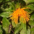 紅鳳菜花與食蚜蠅.jpg