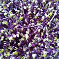 紫高麗菜芽.jpg