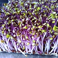 紫色高麗菜芽.jpg