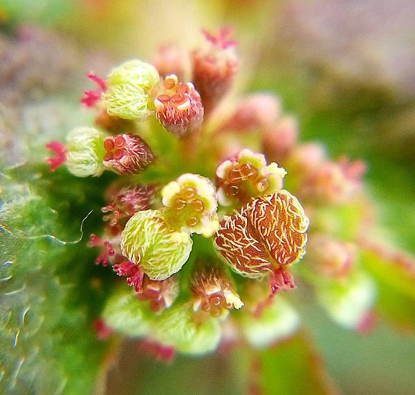 大飛揚草花實.jpg