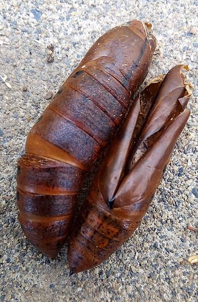 粉綠白腰天蛾蛹殼.jpg 粉綠白腰天蛾蛹殼.jpg