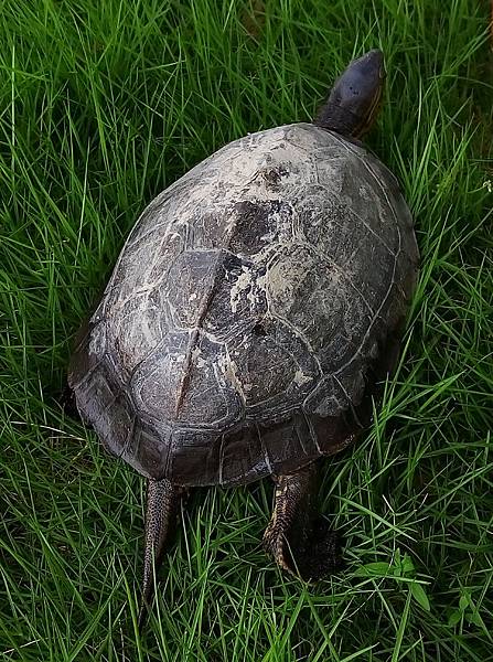台灣斑龜.jpg