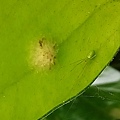 綠鱗長腳蜘蛛護卵.jpg