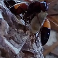 黃腰虎頭蜂抱蜂子出巢.jpg